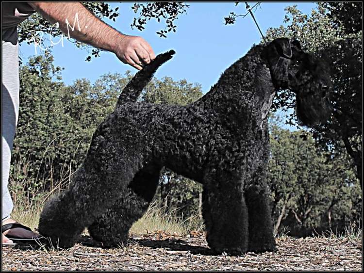 Kerry Blue Terrier. La Cadiera En Estado Puro.