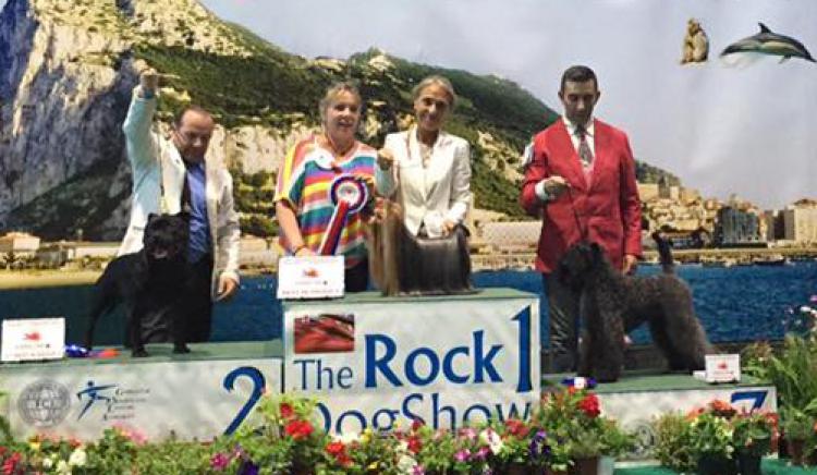 Kerry Blue Terrier.  Ch. La Cadiera Estela Plateada.