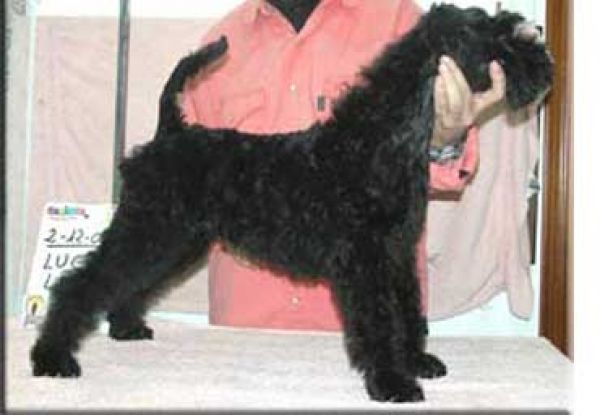 Kerry Blue Terrier. Lucy Liu de La Cadiera. 