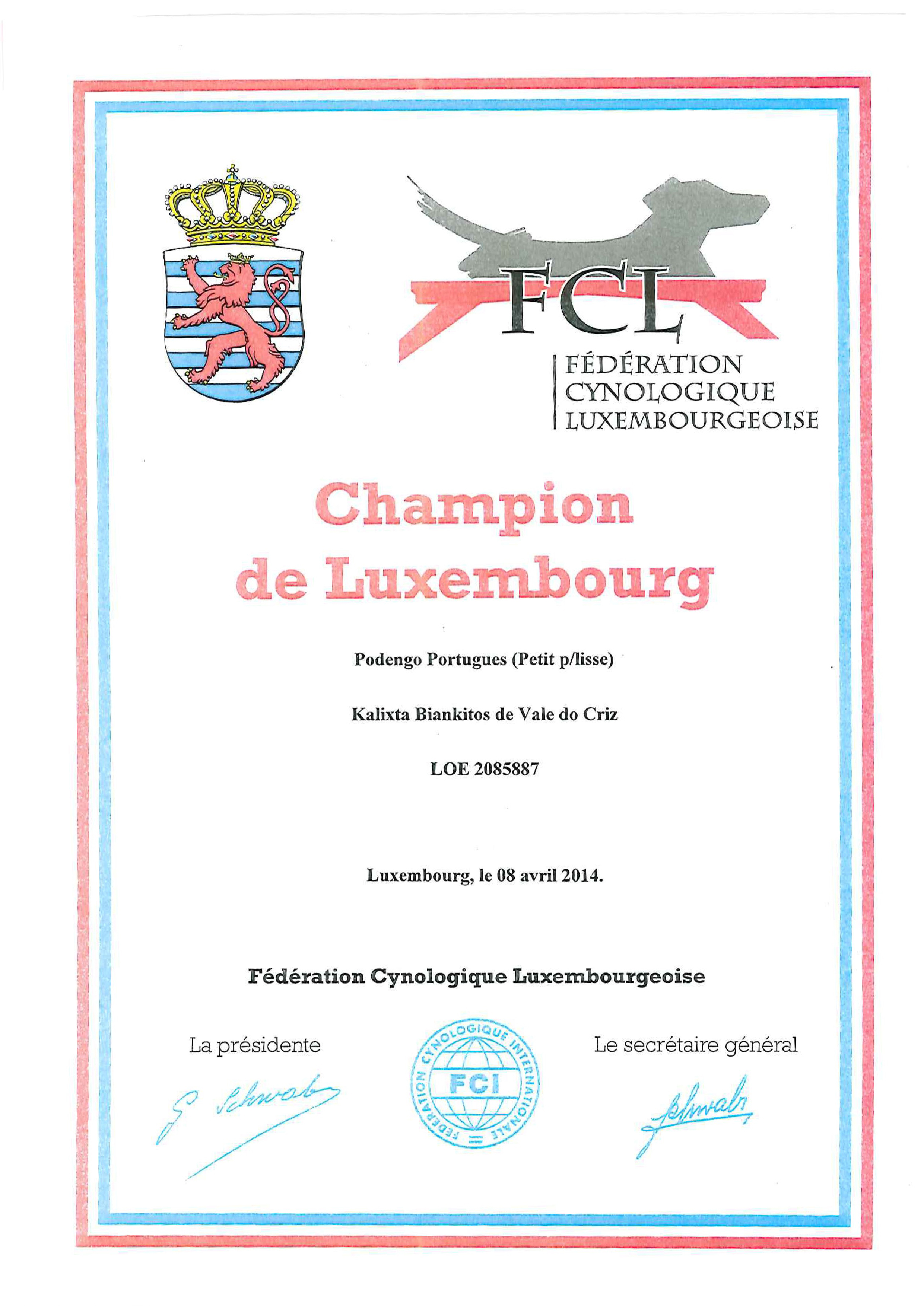 Podenco Portugués.  Ch. Kalixta Biankitos de Vale do Cruz.