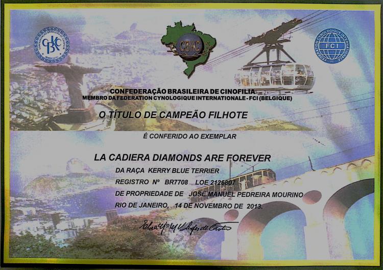 Kerry Blue Terrier.  Brasil Ch. La Cadiera Diamonds Are Forever.