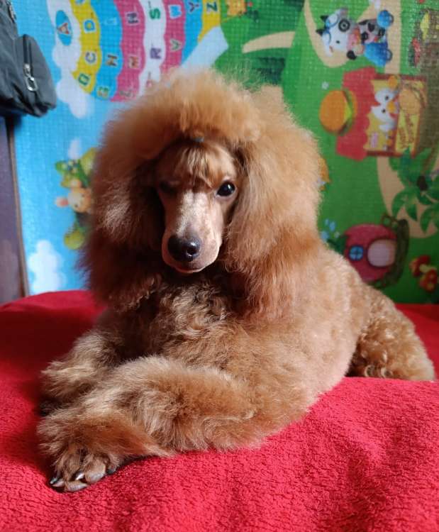 Caniche. Fleece Gold Salvador Dali. Caniche. Fleece Gold Salvador Dali.