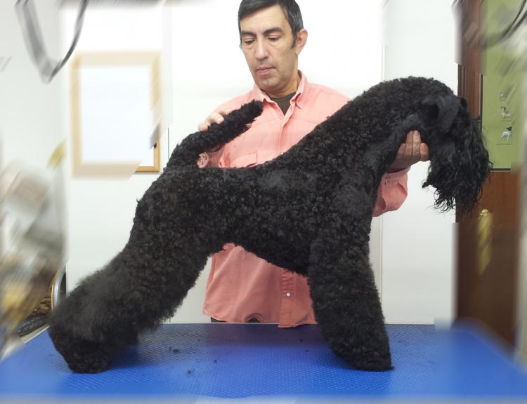 Kerry Blue Terrier. La Cadiera En Estado Puro. Kerry Blue Terrier. La Cadiera En Estado Puro.