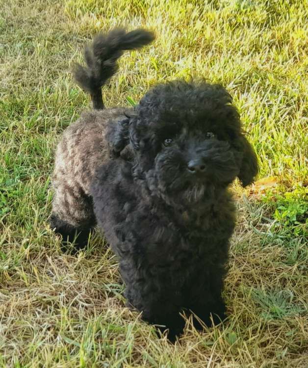 Caniche. Camada M24.