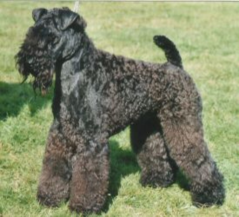 Kerry Blue Terrier. Ch. Lescariot Gorgious George. Kerry Blue Terrier. Ch. Lescariot Gorgious George.
