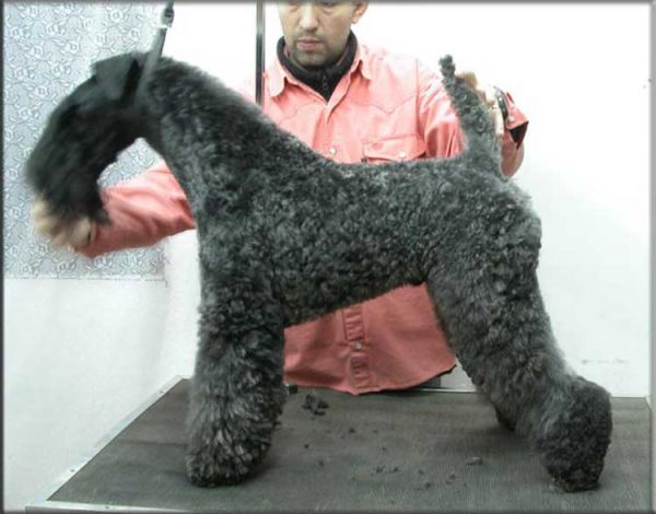 Kerry Blue Terrier. Ch. Amit De Futuro Box at La Cadiera.  Kerry Blue Terrier. Ch. Amit De Futuro Box at La Cadiera.