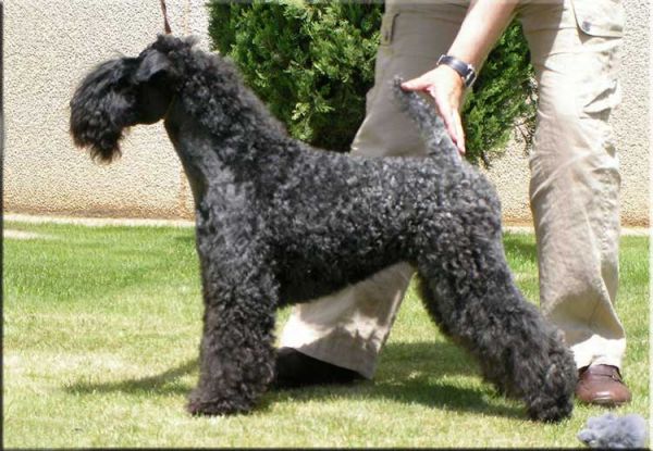 Kerry Blue Terrier. La Juli de La Cadiera