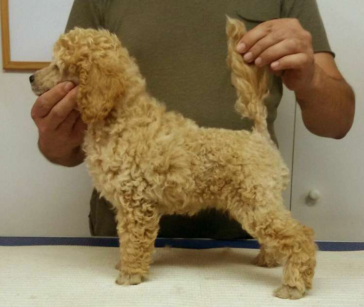 Camada 3L. La Cadiera Leonidas. 2 meses.