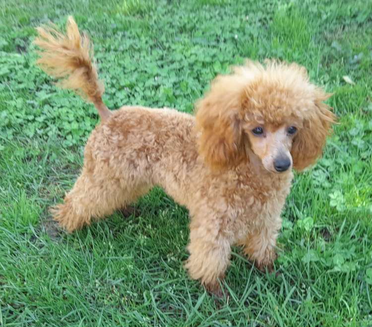 Caniche. La Cadiera Canela Pura. Caniche. La Cadiera Canela Pura.