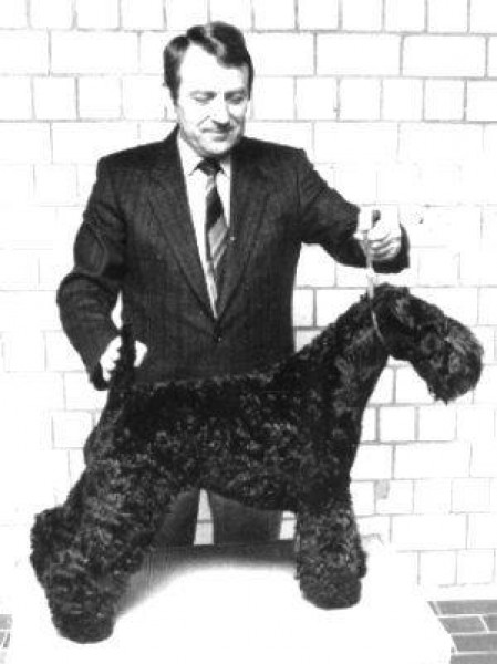 Kerry Blue Terrier. Louisburgh Peigshin Gogo