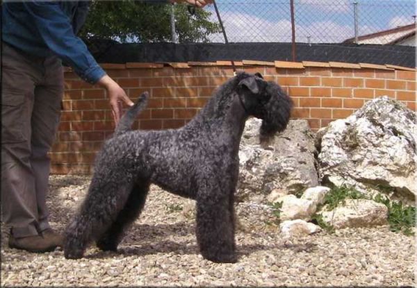 Kerry Blue Terrier. El B.I.S. de La Cadiera. 