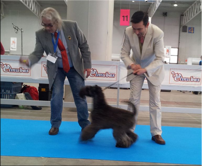 Kerry Blue Terrier. La Cadiera Dandy. Exc. 1ro - CCJ - BOB Clase Jovenes. 