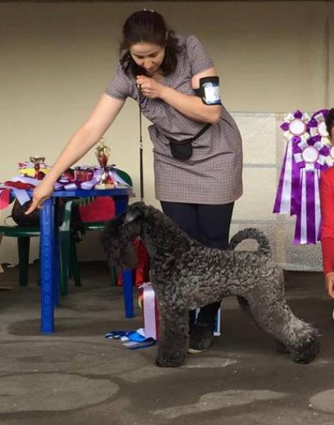 Kerry Blue Terrier.  Ch. La Cadiera Fenomeno Azul.
