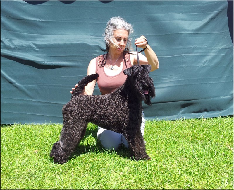 Kerry Blue Terrier.  Ch. La Cadiera Geisha.