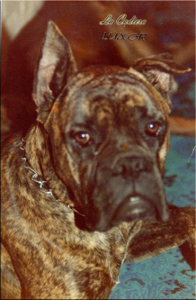 Boxer. Luxor de La Cadiera. Luxor de La Cadiera