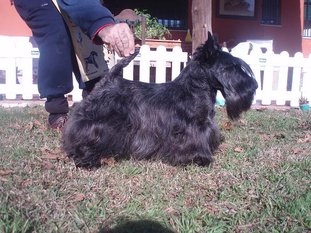 Scottish Terrier.  Ch. Dundee Boogie Woogie.