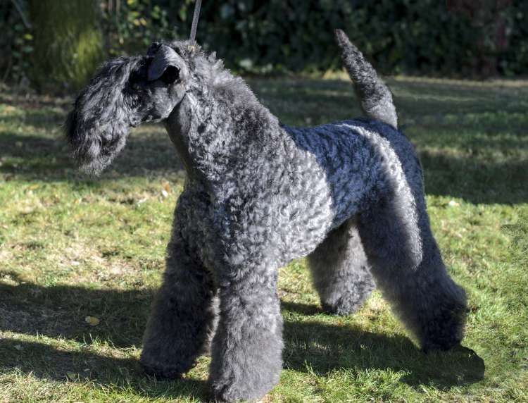 Volzhskiy Arkos Zippo de La Cadiera.