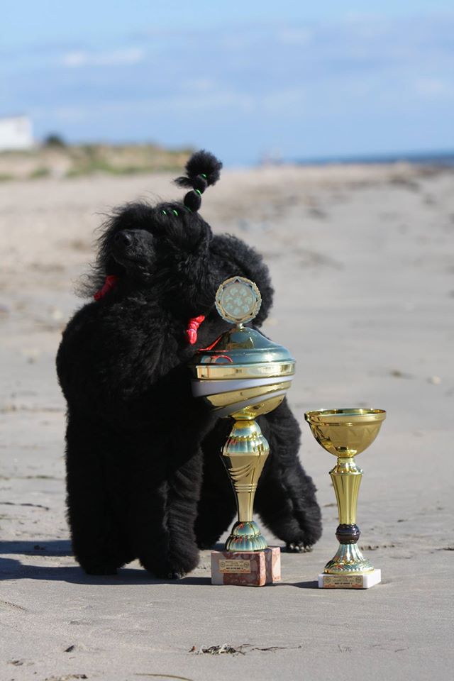 Caniche. Lat Sincerely Jp Summer Breeze. Caniche. Lat Sincerely Jp Summer Breeze.