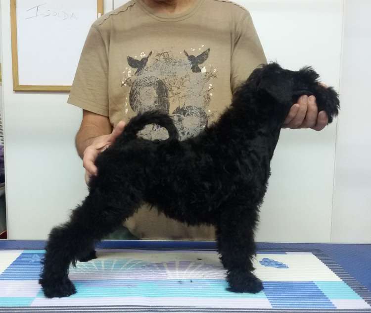 Kerry Blue Terrier. La Cadiera Isolda. 2 months old. Kerry Blue Terrier. La Cadiera Isolda. 2 months old.