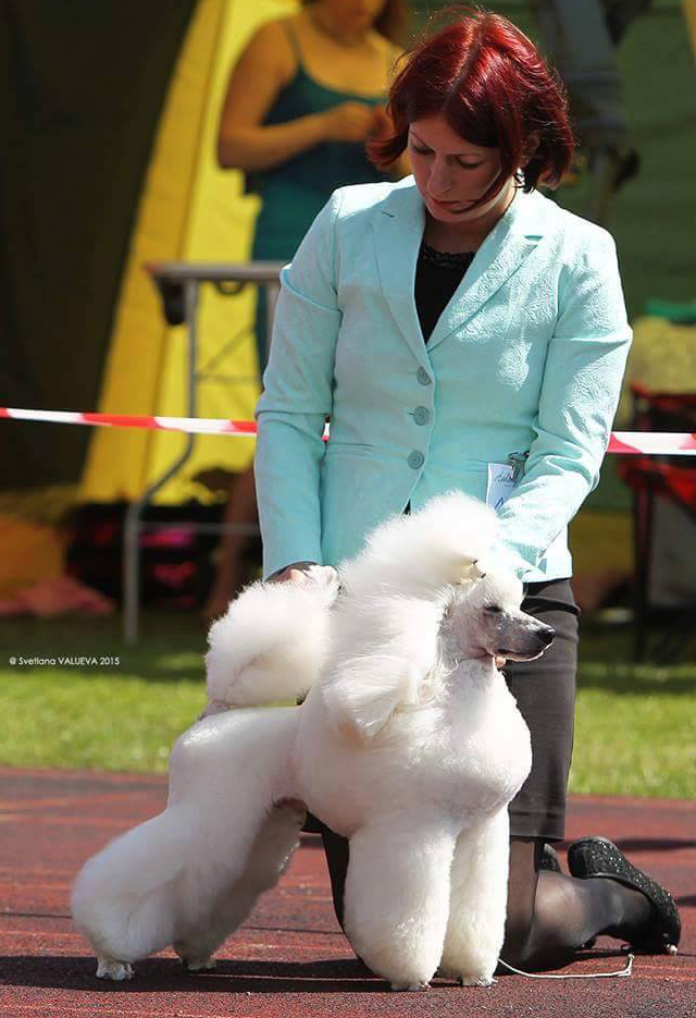 Caniche. Moja Variatsija Tony Stark. Caniche. Moja Variatsija Tony Stark.