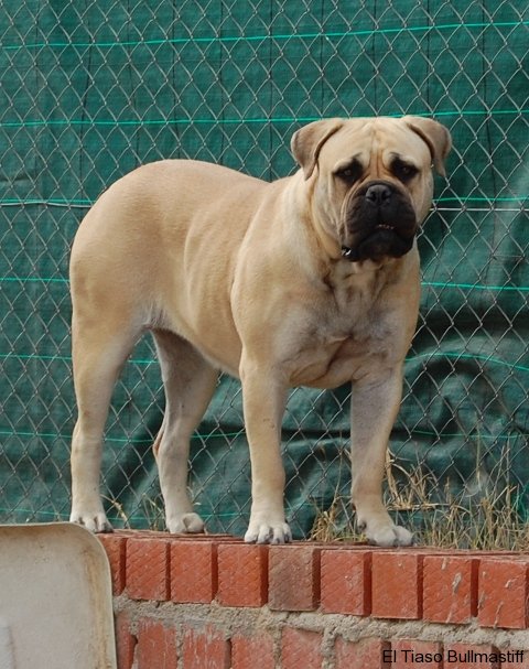 Bullmastiff. Artemisa De El Tiaso.