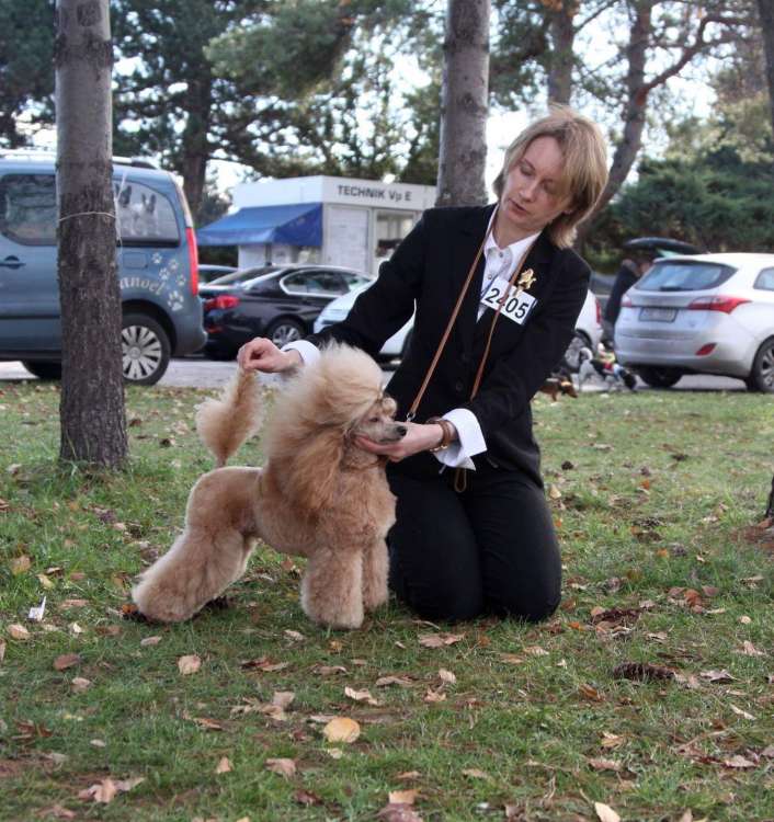 Caniche. Ch. Casablanca Tesoro Di Mauro. Caniche. Ch. Casablanca Tesoro Di Mauro.