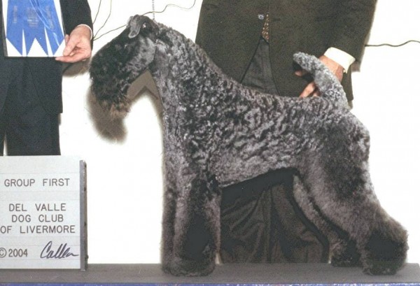 Kerry Blue Terrier. Ch. Aran Ferbane. 