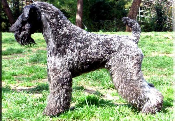Kerry Blue Terrier. Ch. Fashion de La Cadiera. 