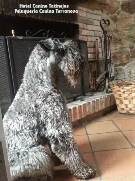 Kerry Blue Terrier. Ch. Watson de La Cadiera.
