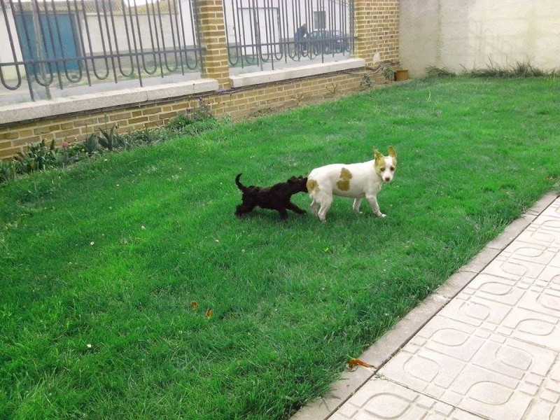 Kerry Blue Terrier. La Cadiera Felicity.