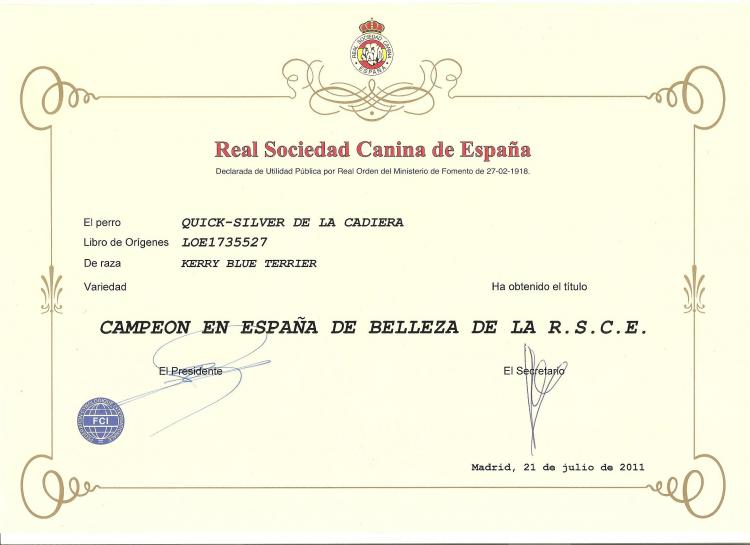 Kerry Blue Terrier.  Spain Ch. Quick Silver de La Cadiera at Liott.