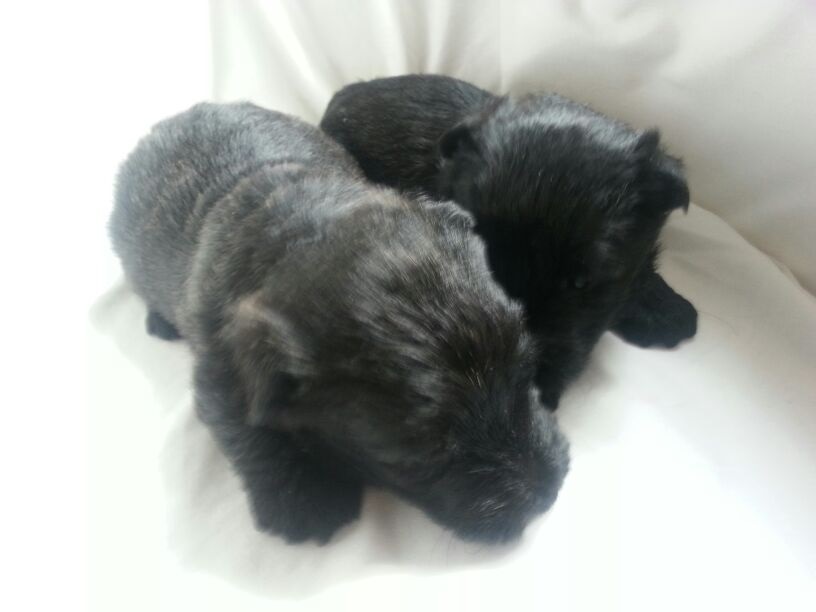 Scottish Terrier. Camada C.