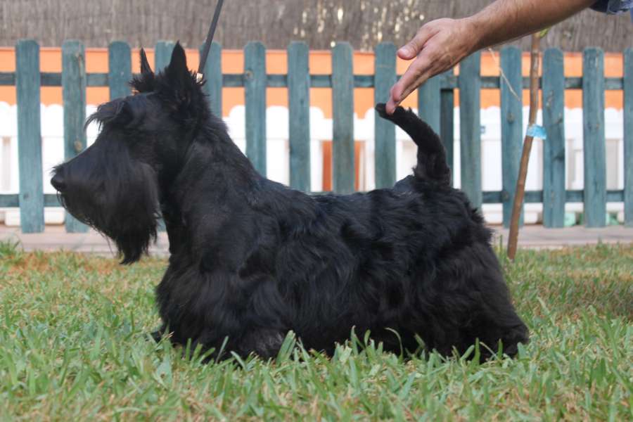 Scottish Terrier. Sir Treysas Von Tinsdal. Scottish Terrier. Sir Treysas Von Tinsdal.