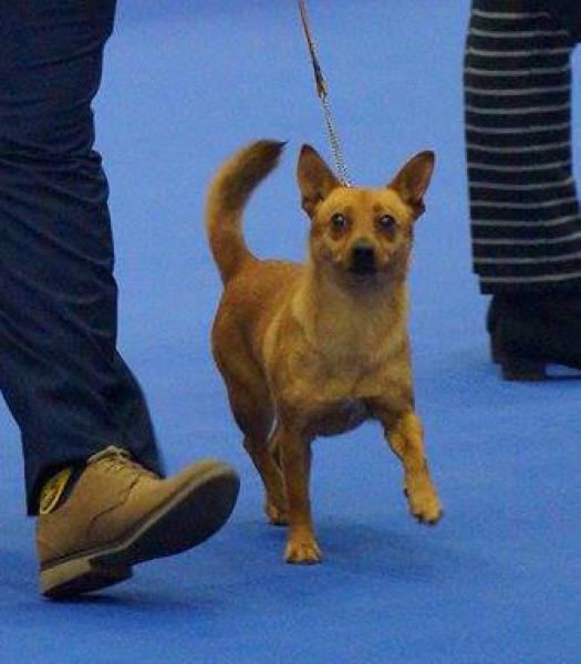 Podenco Portugués.  Ch. Kalixta Biankitos de Vale do Cruz.