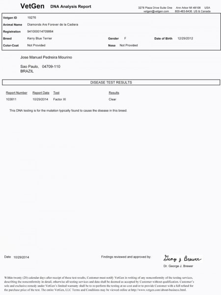 Kerry Blue Terrier. Informes Oficiales de vWD y D.M.. Informe Diamonds Are Forever Factor XI