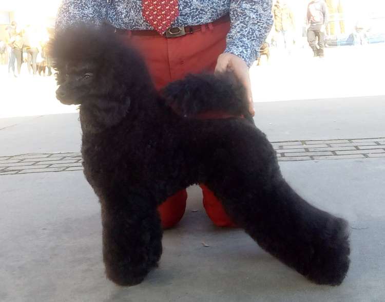 Zabavny Kolokolchik Gorletti. Exc. 1ª C.C.J..