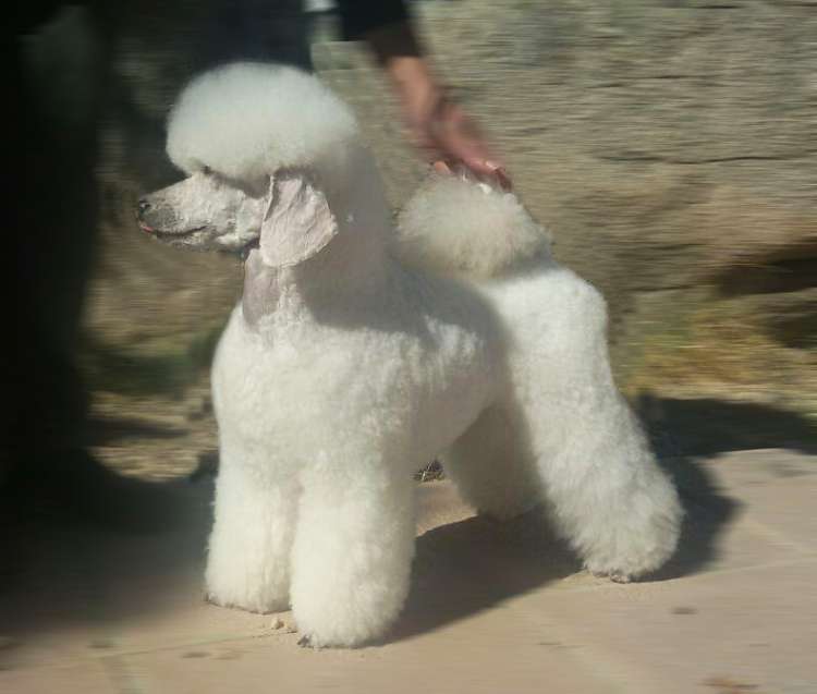 Caniche. Moja Variatsija Uvertura.