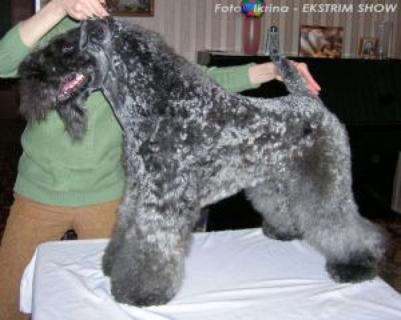 Kerry Blue Terrier. Eran Royal Hotrok Iz Kraya Malahita.