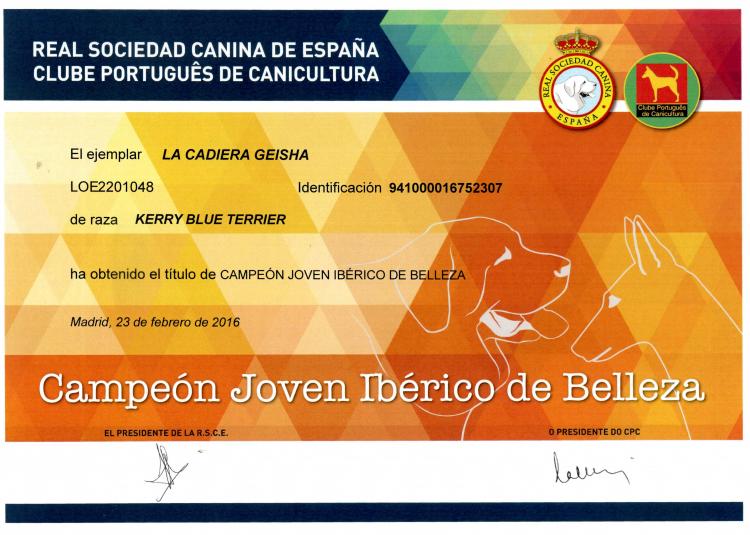 Kerry Blue Terrier. Iberico Jr. Ch. La Cadiera Geisha.