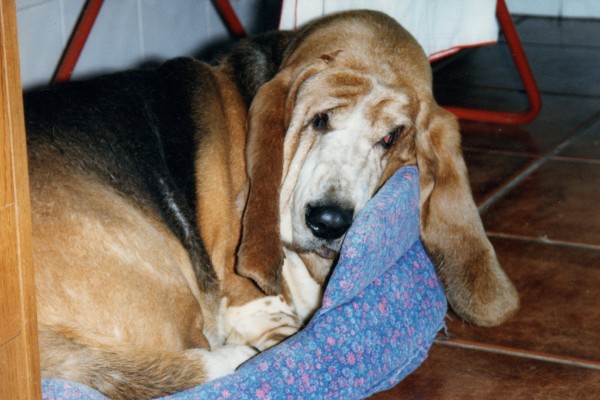 Basset Hound. Tecla.  Basset Hound. Tecla.