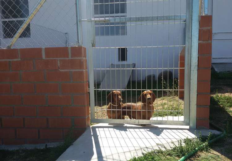 Menta y Musgo en la parte exterior de su parque de la Residencia Canina La Cadiera en Avila