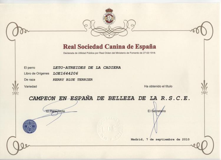 Kerry Blue Terrier.  Spain Ch. Leto Atreides de La Cadiera.