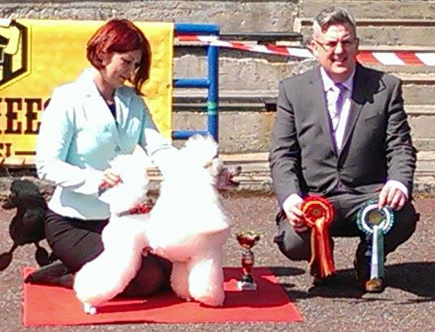 Caniche. Moja Variatsija Tony Stark. Caniche. Moja Variatsija Tony Stark.