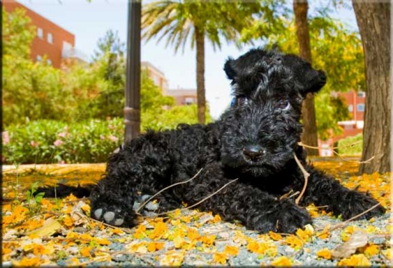 Kerry Blue Terrier. Nua de cachorrita