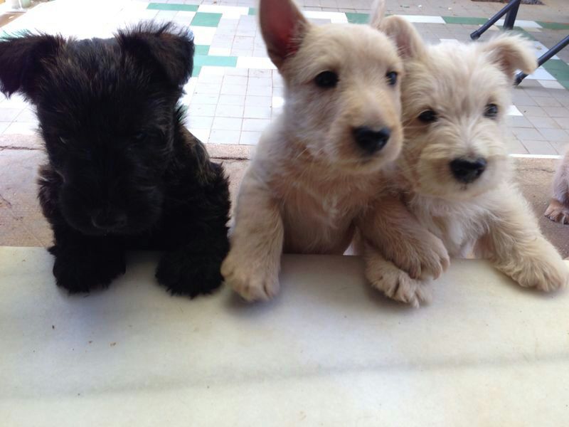 Scottish Terrier. Camada M.