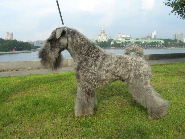 Kerry Blue Terrier. Ch. Vesennyaya Siren.  Kerry Blue Terrier. Ch. Vesennyaya Siren.