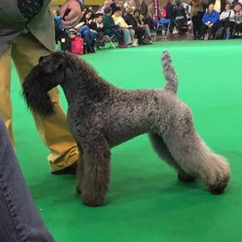 Kerry Blue Terrier. Ch. Awen de Liott. CCC Best Bitch BOS.
