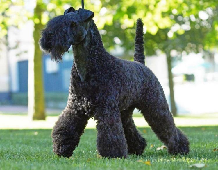 Kerry Blue Terrier.  Ch. Clanciarrai Moody Blue. Kerry Blue Terrier.  Ch. Clanciarrai Moody Blue.
