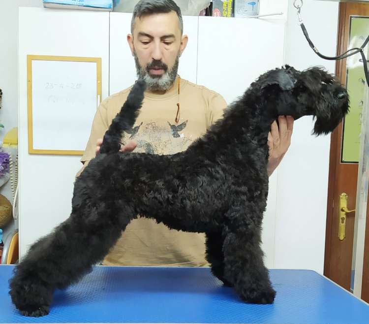 Kerry Blue Terrier. Camada 3P. La Cadiera Perseida. 5 meses.