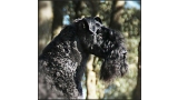Kerry Blue Terrier. La Cadiera En Estado Puro. Cabeza.